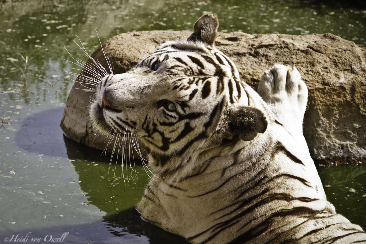 Boskoppie Lion & Tiger Reserve Kroonstad Exterior foto