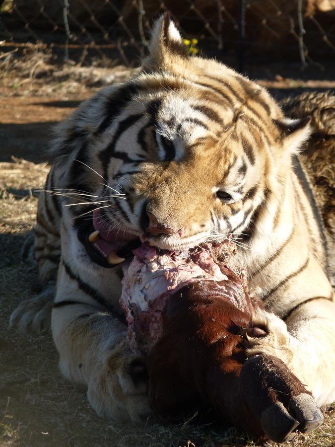 Boskoppie Lion & Tiger Reserve Kroonstad Exterior foto