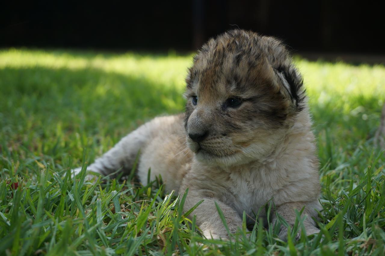 Boskoppie Lion & Tiger Reserve Kroonstad Exterior foto