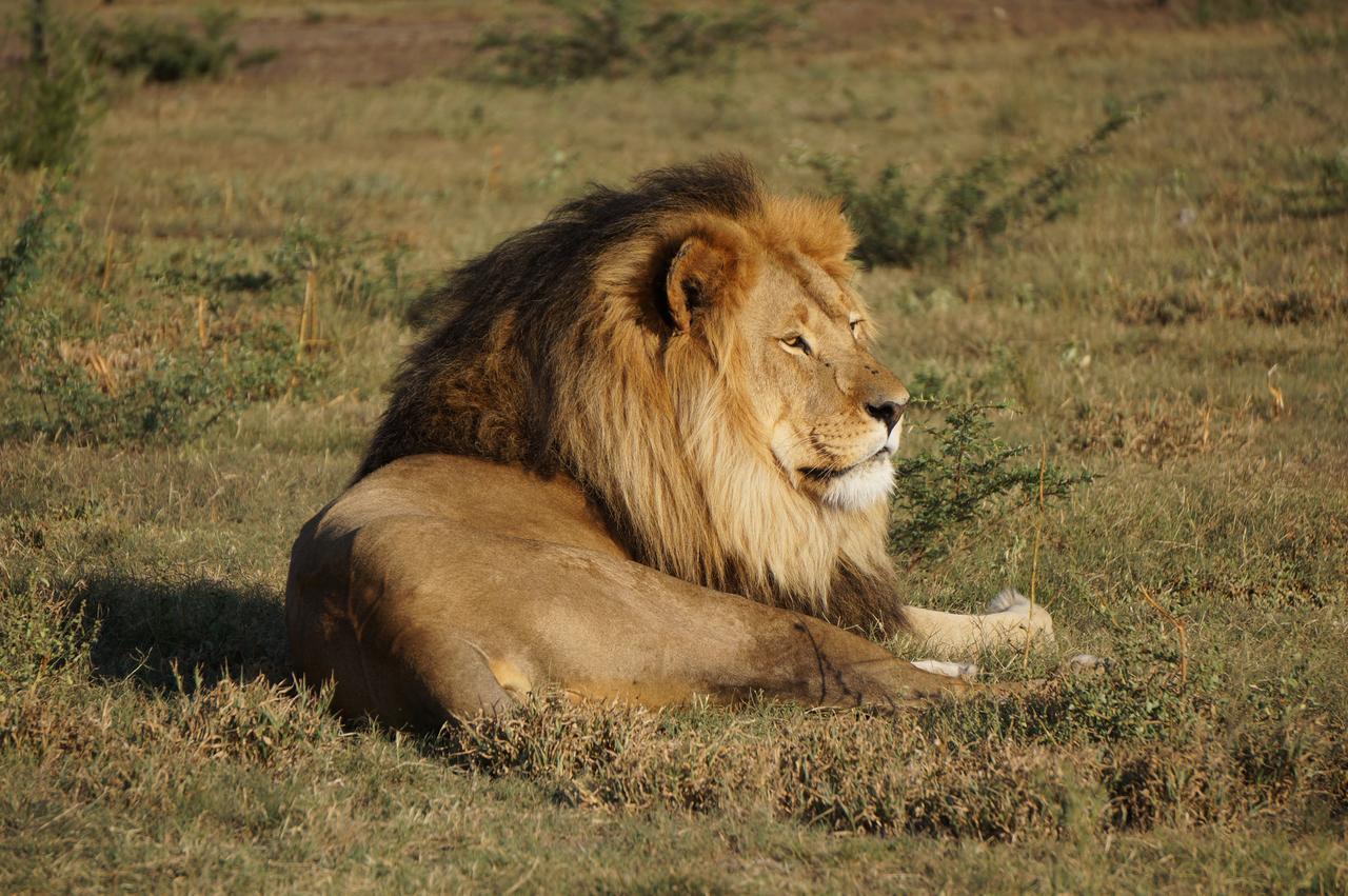 Boskoppie Lion & Tiger Reserve Kroonstad Exterior foto